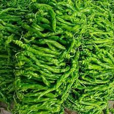 未来农业政策如何支持小麦种植者采用低碳技术